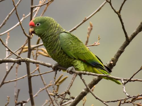 Amazona tucumana (Cabanis, 1885)