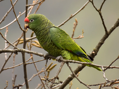 Tucuman Amazon photo 1