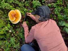 Pycnoporellus fulgens