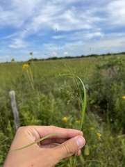 Panicum flexile