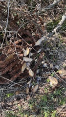 Amphilophium crucigerum