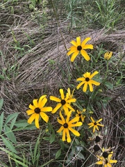 Rudbeckia