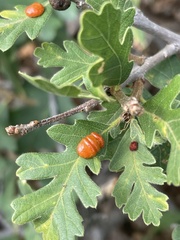 Xanthoteras eburneum