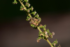 Synchlora
