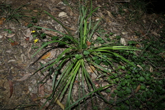 Lomandra