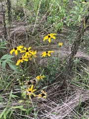 Rudbeckia
