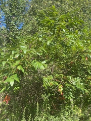 Rhus copallinum
