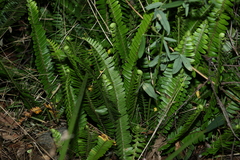 Nephrolepis cordifolia