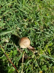 Chlorophyllum molybdites