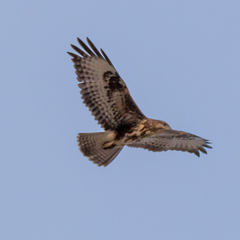 Buteo buteo