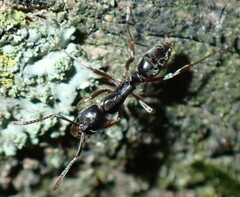 Brachyponera chinensis