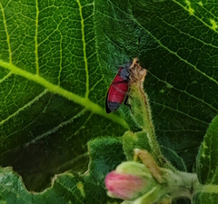 Melanopleurus belfragei