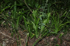 Nephrolepis cordifolia