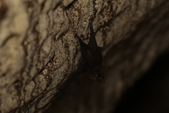 Peropteryx