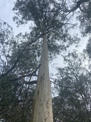 Angophora leiocarpa