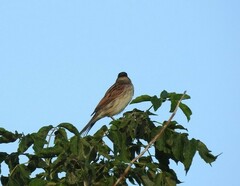 Emberiza schoeniclus