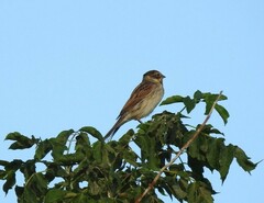Emberiza schoeniclus