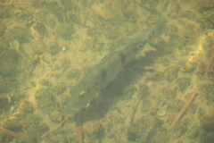 Cichla piquiti