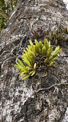 Acianthera sonderiana
