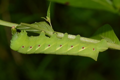 Eumorpha fasciatus