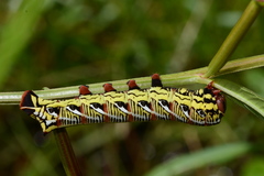 Eumorpha fasciatus