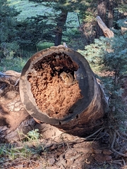 Callospermophilus lateralis