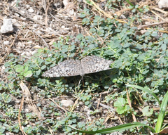 Hamadryas