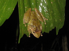 Scinax garbei