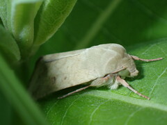 Heliothinae