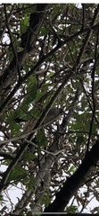 Dumetella carolinensis