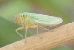 Cicadella viridis