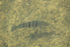 Cichla piquiti