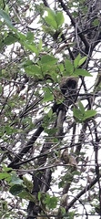 Dumetella carolinensis