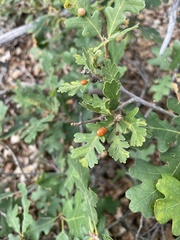 Xanthoteras eburneum