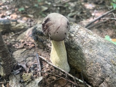 Tylopilus rubrobrunneus