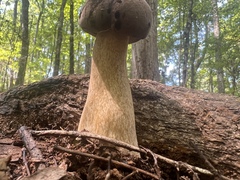 Tylopilus rubrobrunneus