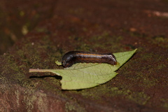 Spodoptera