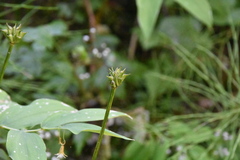 Trollius laxus