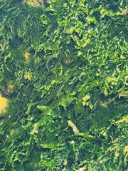 Ulva