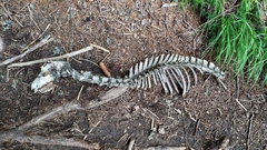 Capreolus capreolus