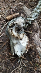 Capreolus capreolus