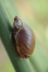 Succinella oblonga