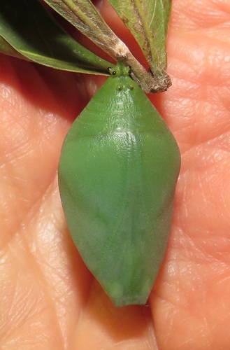 White Pearl Emperor