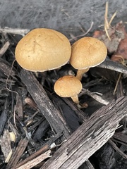 Flammulaster erinaceellus