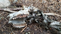 Capreolus capreolus