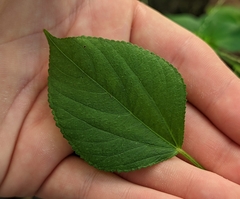 Acalypha setosa
