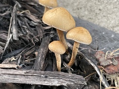 Flammulaster erinaceellus