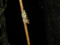 Scinax pedromedinae
