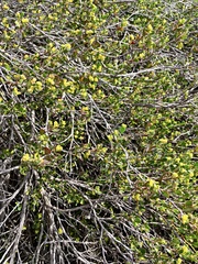 Dodonaea bursariifolia