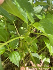 Urticaceae